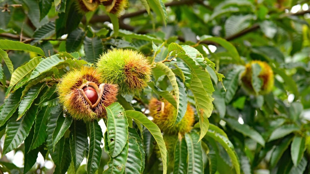 Homegrown Chestnuts By Fall
